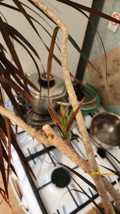 Продам Драцену Маргината (Окаймленную)