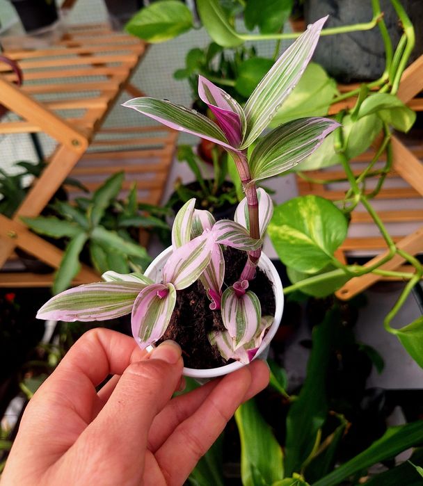 Plante de interior