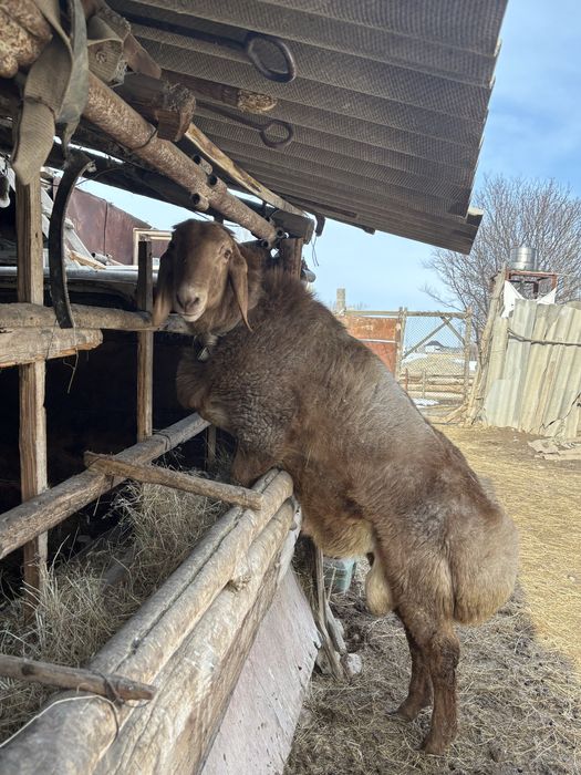 Арашан кошкар 11месецев линия 80