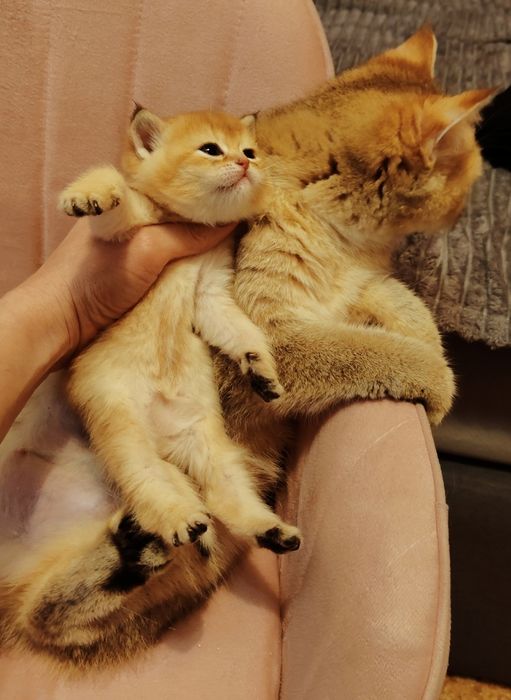 Котята Шиншиллы золото