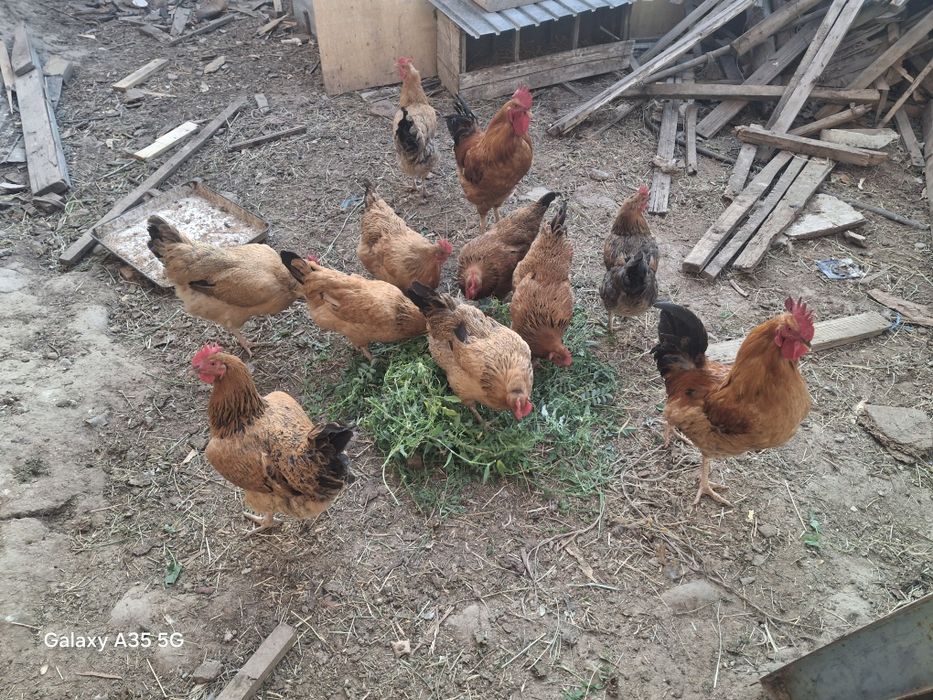 Кучин юбилейный сатылады