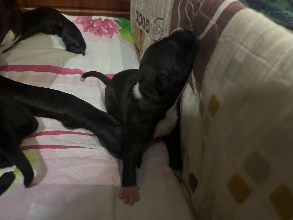 В продажу шенки пит-буля