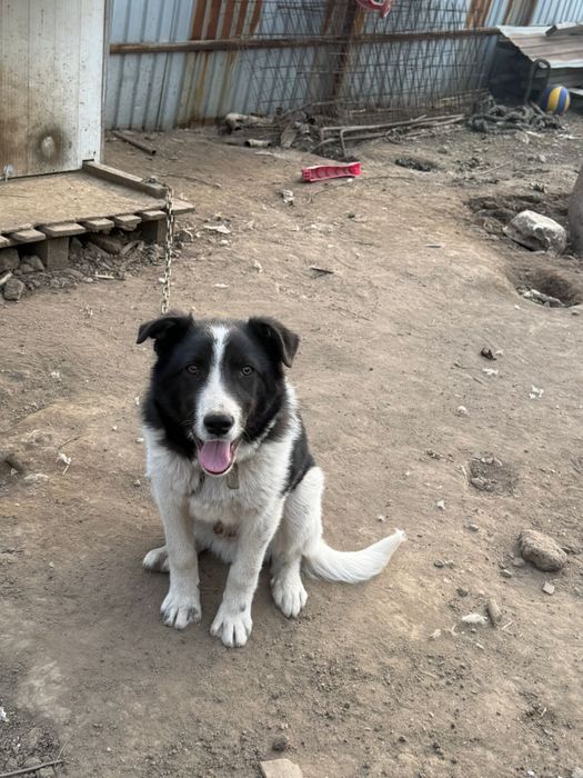 шенок 6 месяцев