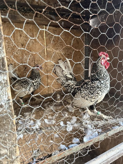 pereche de sebright cocos si gaina (gaini ornamentale)