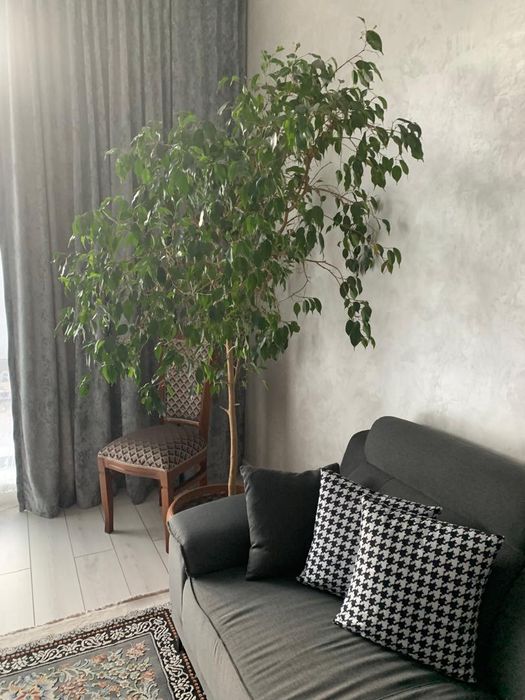 Продаю дерево, Фикус Бенджамина