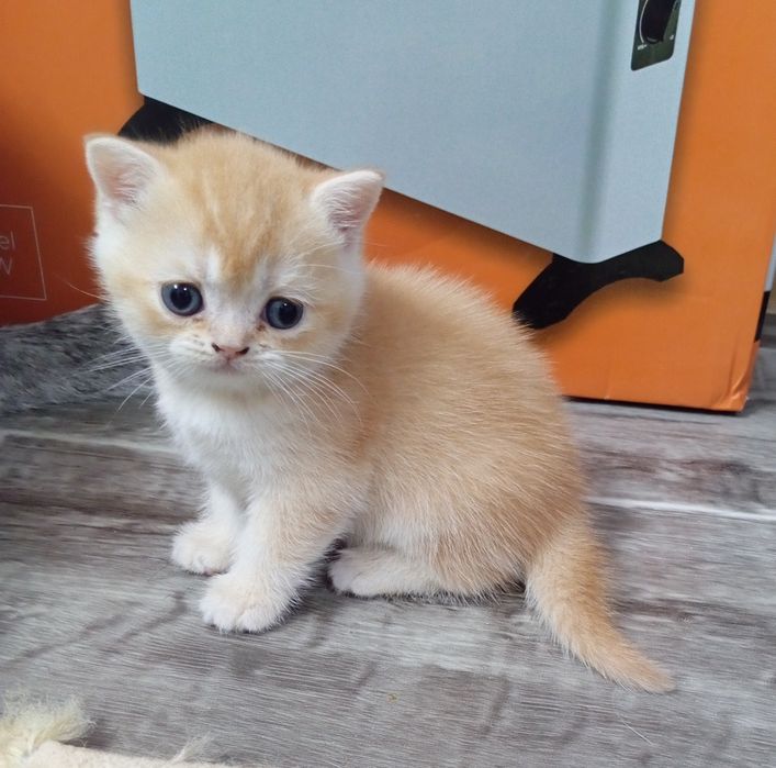 Британские короткошерстные котята