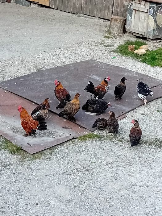 Pui de găină liliputi