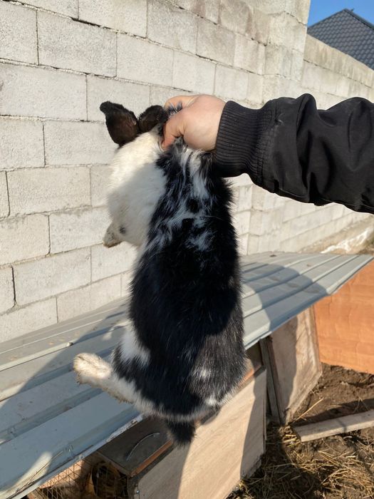 Продам кролик самец