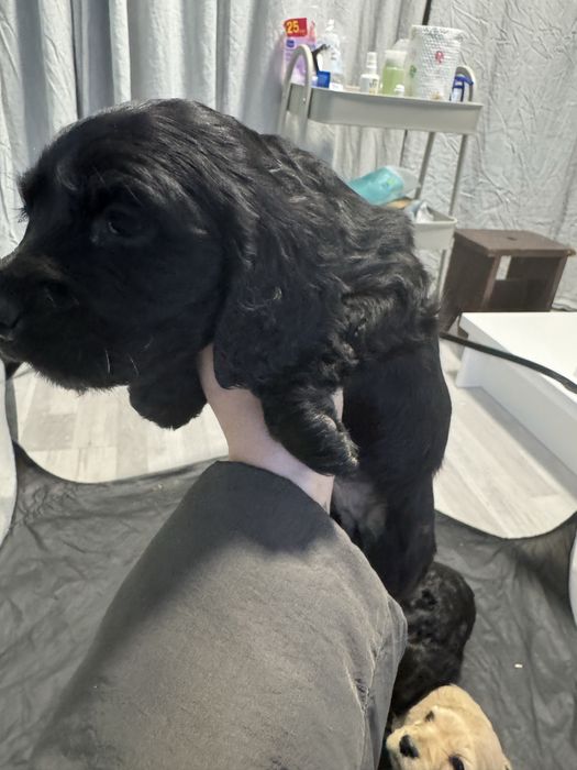 Кученца кокер шпаньол