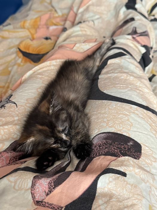 Отдам котенка ( кошечка)