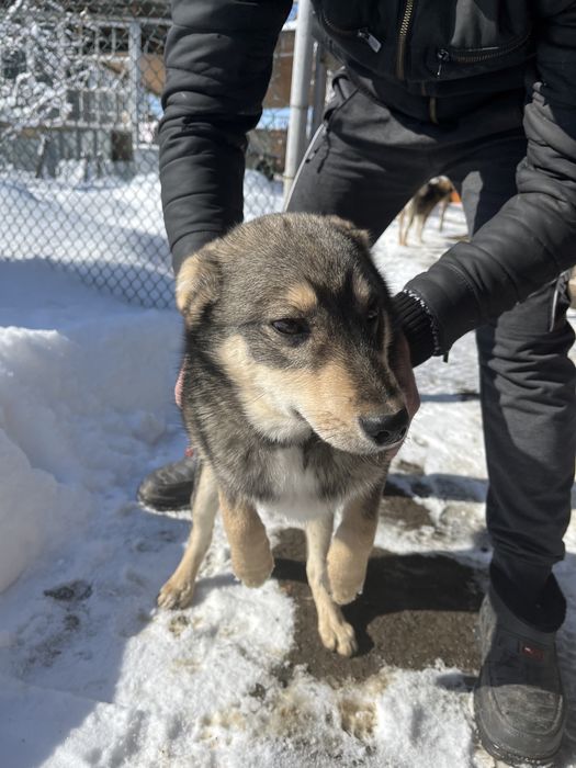 Щенок в добрые руки