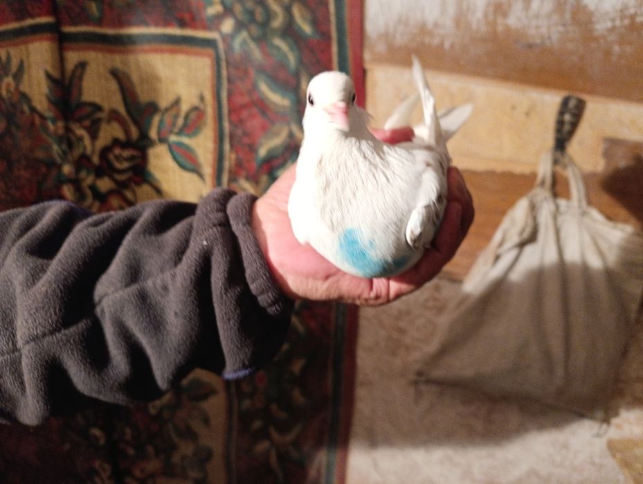 Голуби бакинцы год