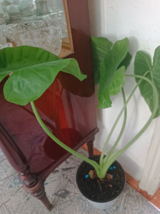 Цветы комнатные в горшках