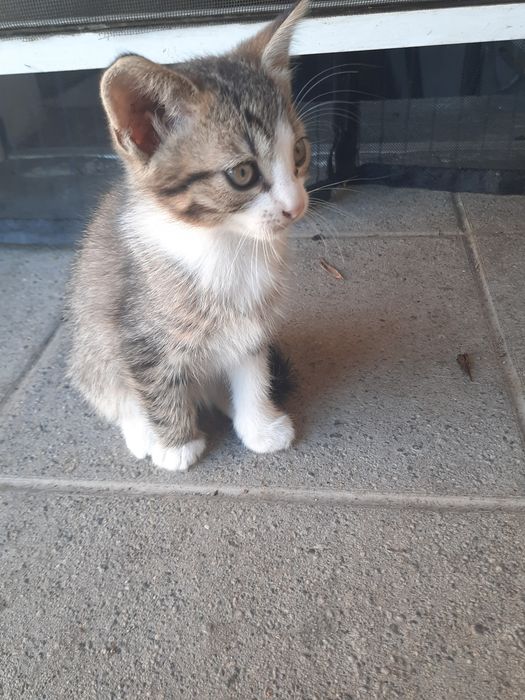 Donez doi pui de pisică