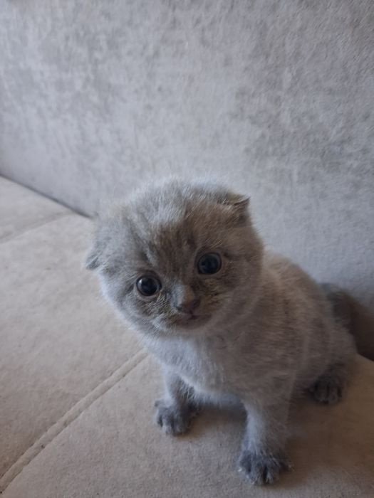 Продам шотландского котёнка
