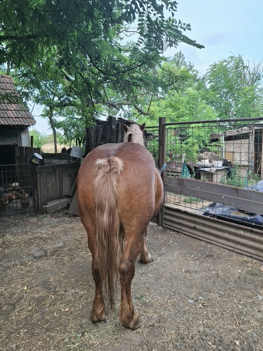 Vând iapă frumoasă și cuminte