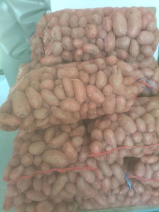 Cartofi de vanzare consum si pentru animale