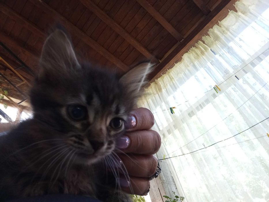 Подарявам малки котенца гр. София