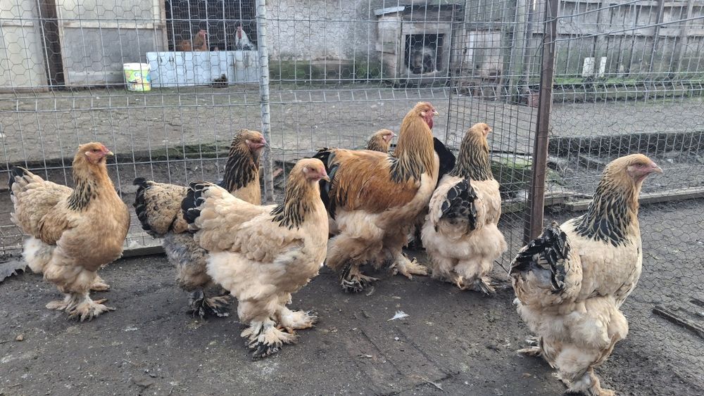 Vând ouă de incubat brahma 2026