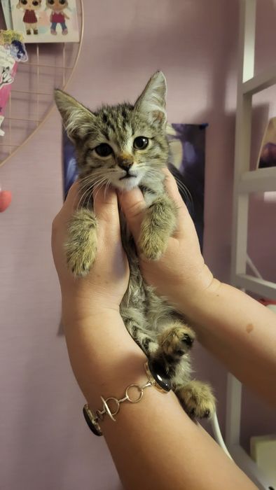 Котёнок ищет дом
