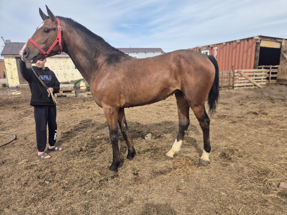 Продаётся жеребец,айгыр сатылады