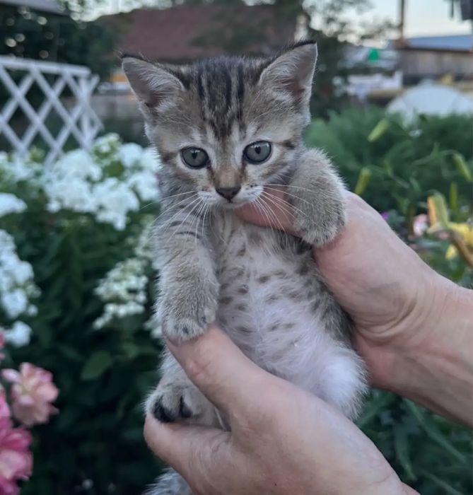 Котята в добрые руки