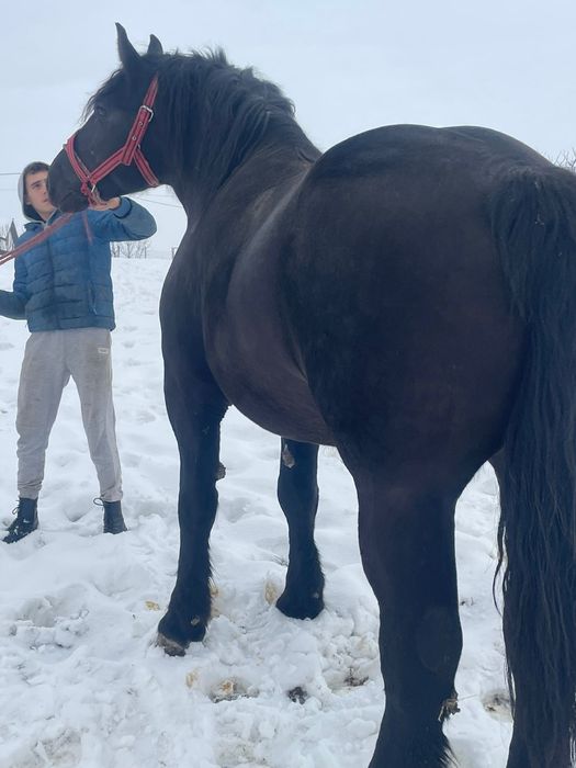 Mânză neagră de 3 ani