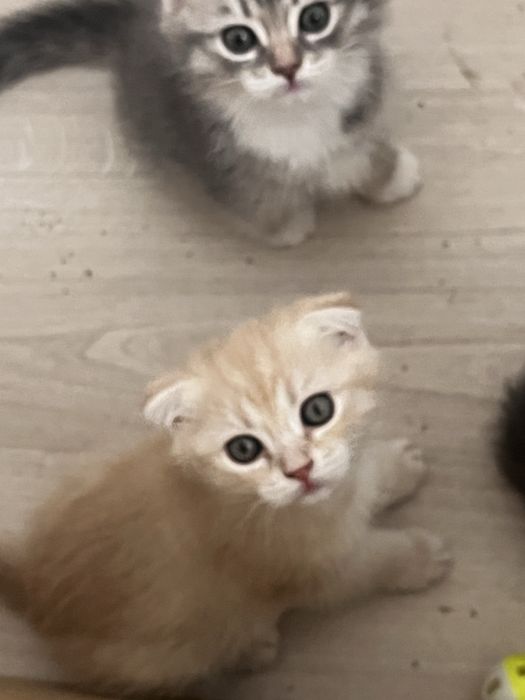 Вислоухие котята шотландцы