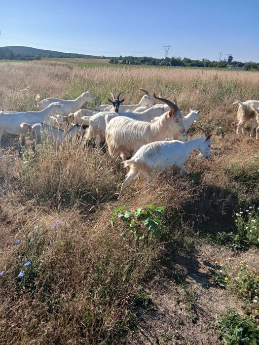 Țapi  Sannen cu Alpina