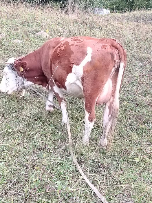 Juncă de vânzare