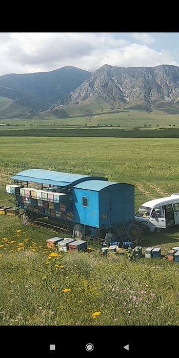 Асал ари павилйони ариси Билан сотилади