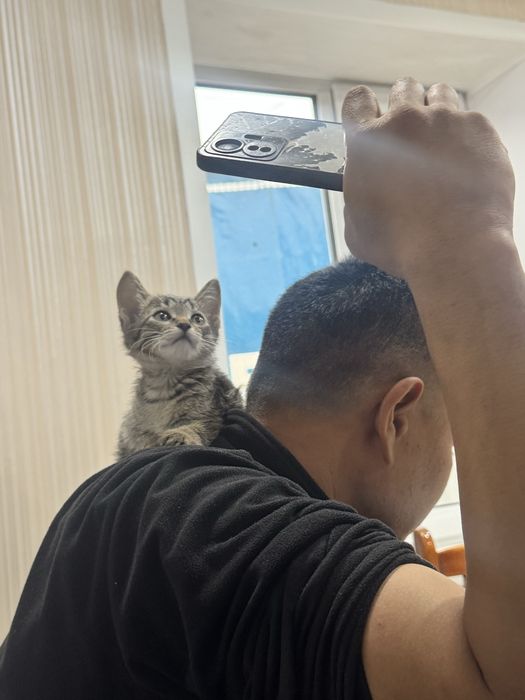 Кошка бесплатно примерно 2ух месечный