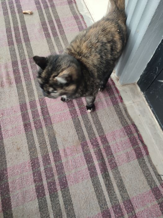 Кошка девочка трёхцветная