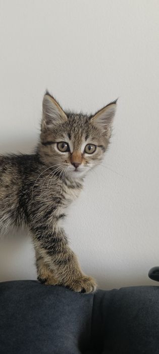Котенок девочка.