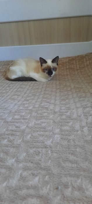 Отдам в хорошие руки кошечку