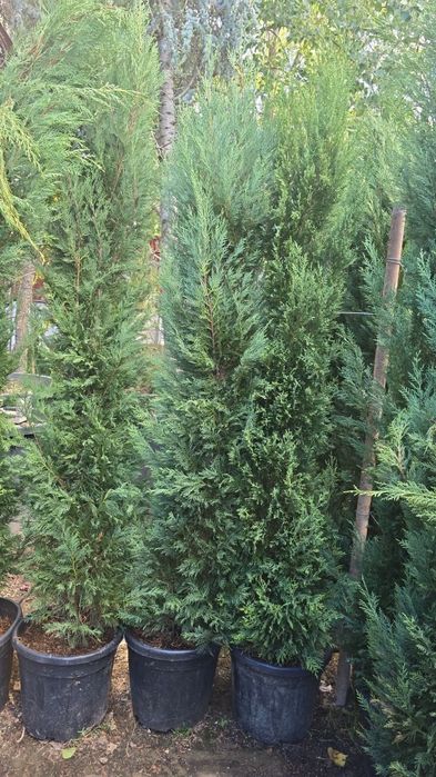 Plante Ornamentale si Gazon rulau Vand si Montez