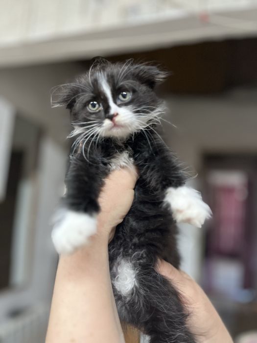 Отдам вислоухих котят бесплатно в хорошие руки