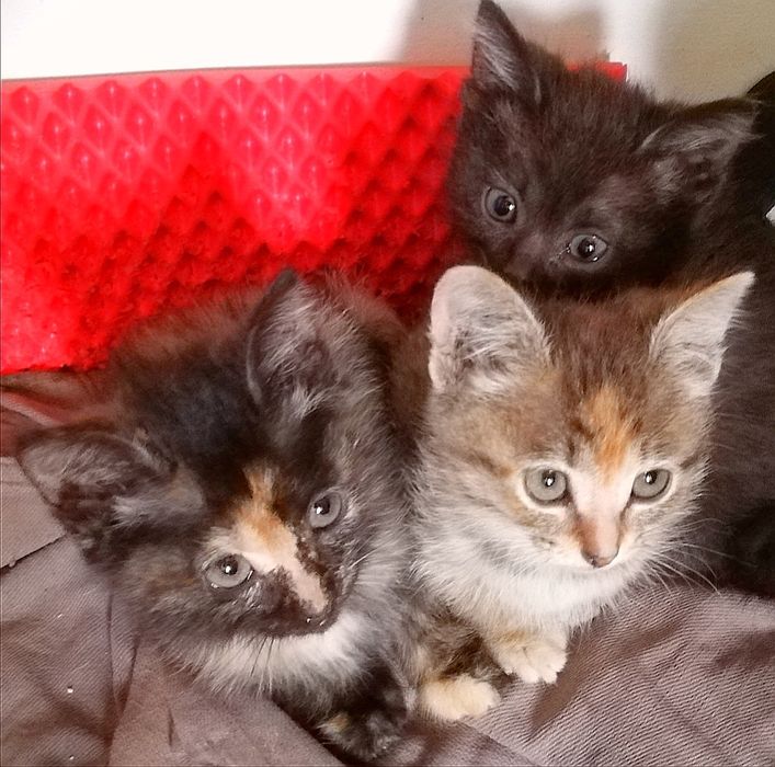 Отдам котят в добрые руки