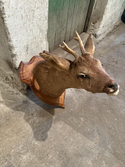 Продавам препариран сръндак