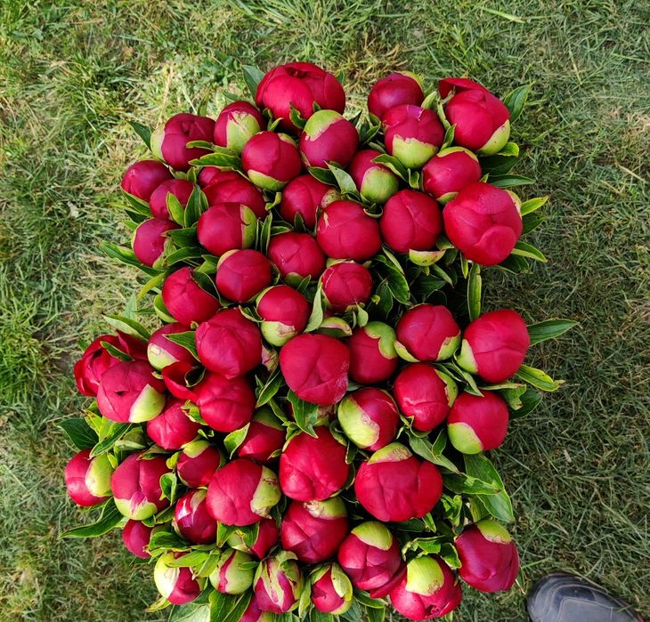 Bujori flori tăiate