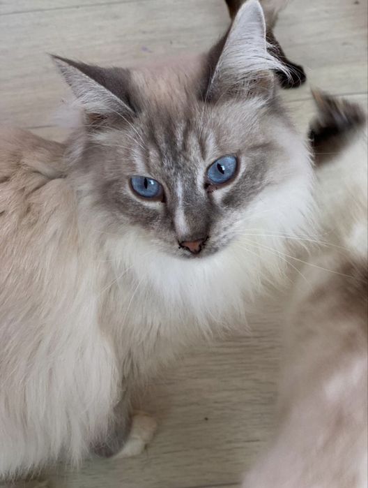 Кот породы невская маскарадная