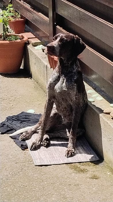 Ofer spre adopție BRAC GERMAN femela 3 ani-Constanța