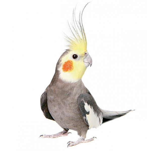 В продаже попугай кареллы