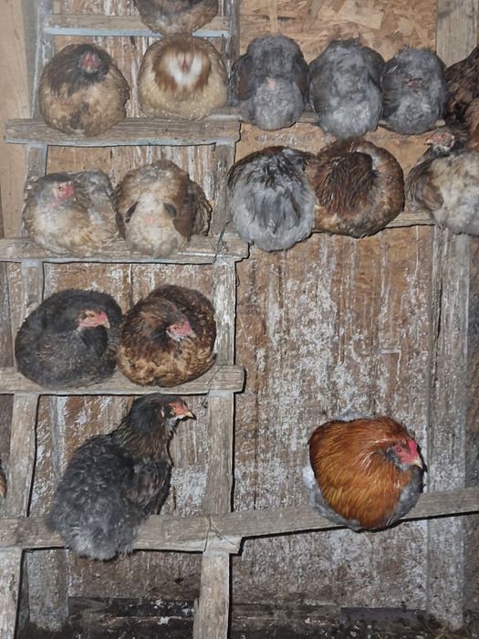 Vând ouă găini araucana