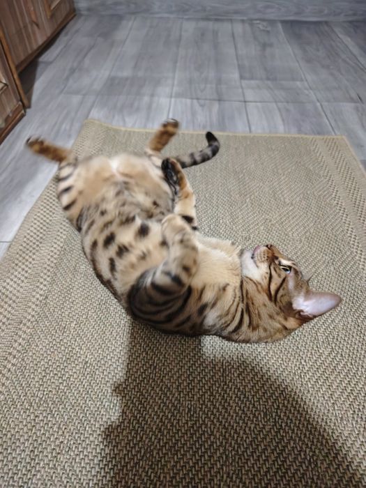 Бенгальская кошка 2 года