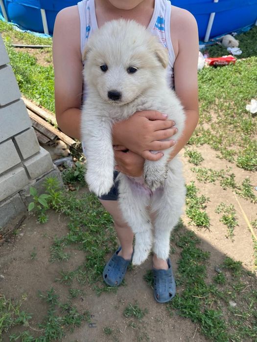 Щенята в добрые руки