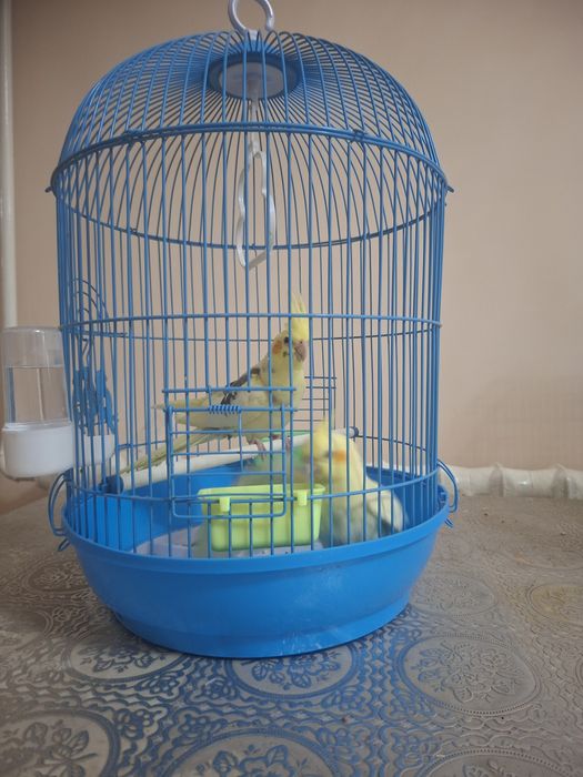 Papugay valnisty sotilandi  va karela ham bor