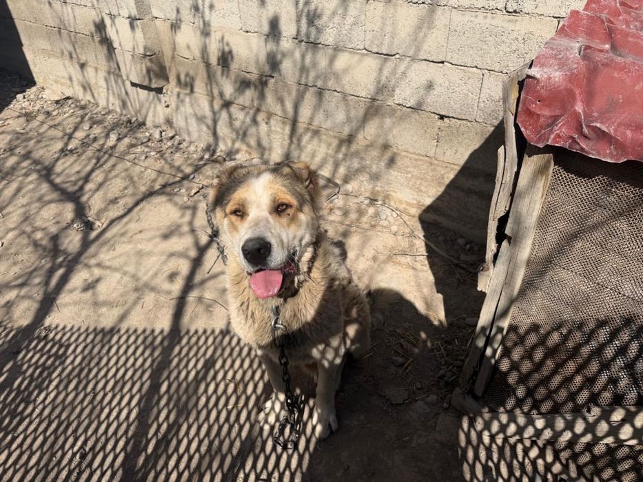 10 айлық Алабай ит сатылады