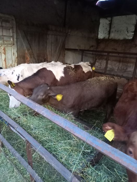 Продава ферма / Замеделски имот..