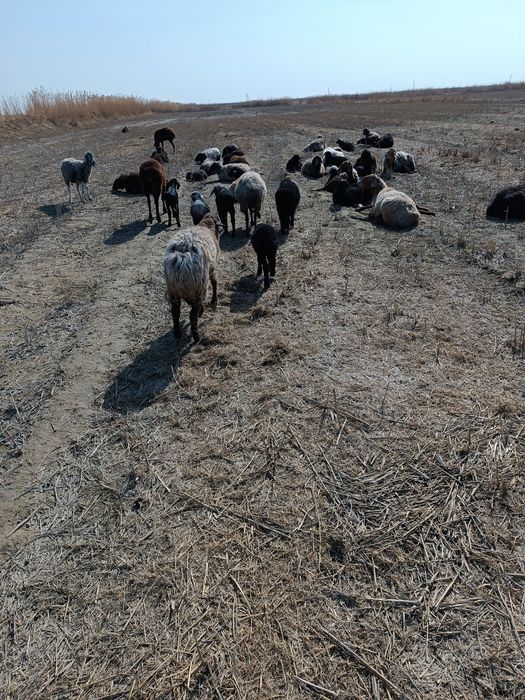 Она бола араби қўйлар сотилади